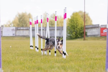 Çeviklik rotasında dokuma boyunca koşan köpek yatay.