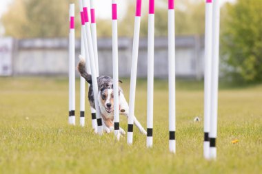 Çeviklik rotasında dokuma boyunca koşan köpek yatay.