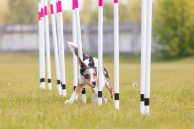 Çeviklik rotasında dokuma boyunca koşan köpek yatay.