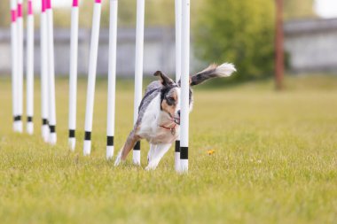 Çeviklik rotasında dokuma boyunca koşan köpek yatay.