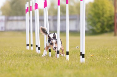Çeviklik rotasında dokuma boyunca koşan köpek yatay.