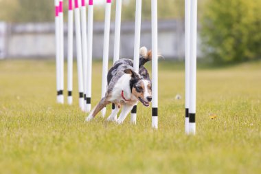 Çeviklik rotasında dokuma boyunca koşan köpek yatay.