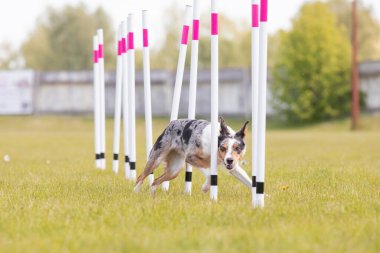 Çeviklik rotasında dokuma boyunca koşan köpek yatay.