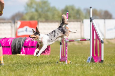 Köpek çeviklik kursunun engellerinden atlıyor. Çeviklik yarışması, köpek sporu