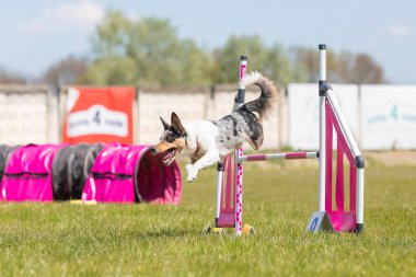 Köpek çeviklik kursunun engellerinden atlıyor. Çeviklik yarışması, köpek sporu