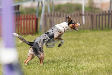Köpek çeviklik kursunun engellerinden atlıyor. Çeviklik yarışması, köpek sporu