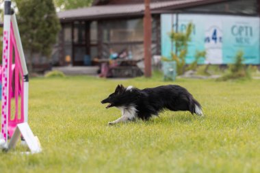 Köpek çeviklik kursunun engellerinden atlıyor. Çeviklik yarışması, köpek sporu