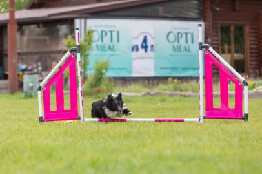 Köpek çeviklik kursunun engellerinden atlıyor. Çeviklik yarışması, köpek sporu