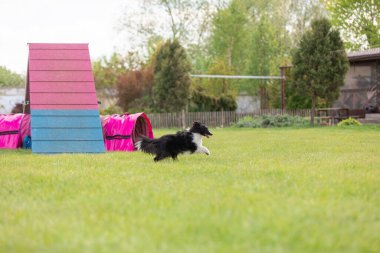 Köpek çeviklik kursunun engellerinden atlıyor. Çeviklik yarışması, köpek sporu