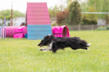 Köpek çeviklik kursunun engellerinden atlıyor. Çeviklik yarışması, köpek sporu