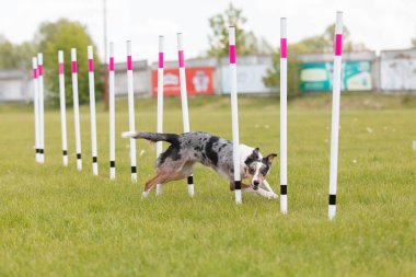 Çeviklik rotasında dokuma boyunca koşan köpek yatay.
