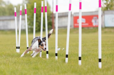 Çeviklik rotasında dokuma boyunca koşan köpek yatay.