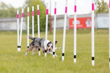 Çeviklik rotasında dokuma boyunca koşan köpek yatay.