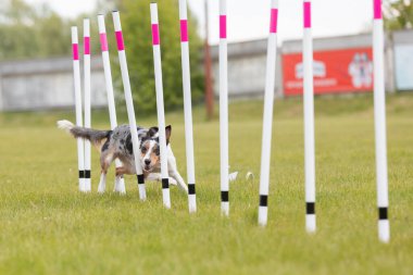 Çeviklik rotasında dokuma boyunca koşan köpek yatay.