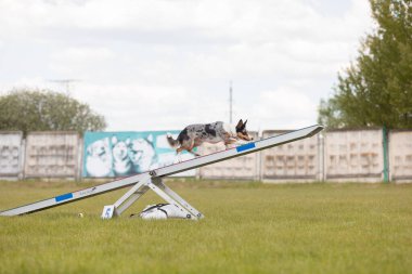 Köpek, temas bölgesiyle birlikte çeviklik engelli köpek yürüyüşü yapıyor. Çeviklik
