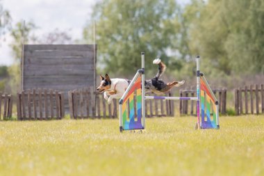 Köpek çeviklik kursunun engellerinden atlıyor. Çeviklik yarışması, köpek sporu