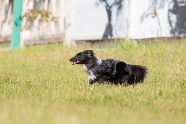 Sheltie köpeği çimlerde koşuyor.