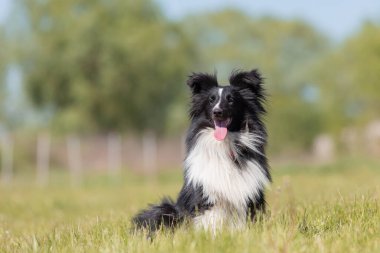 Sheltie köpeği çimlerde koşuyor.