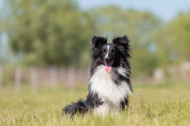 Sheltie köpeği çimlerde koşuyor.