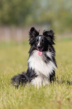 Sheltie köpeği çimlerde koşuyor.