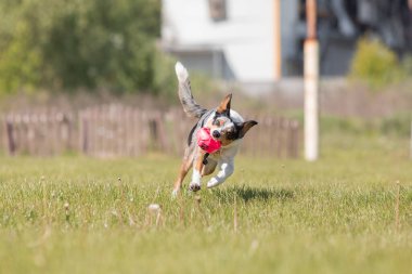 Sınır çoban köpeği çimenlerde koşuyor