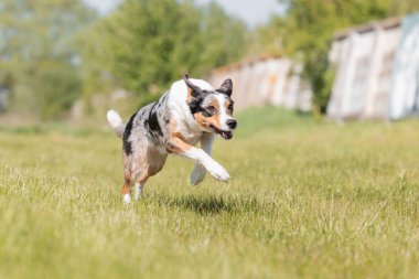 Sınır çoban köpeği çimenlerde koşuyor