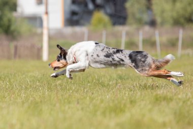 Sınır çoban köpeği çimenlerde koşuyor
