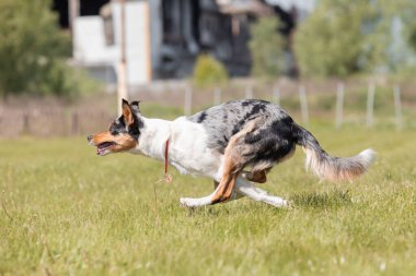 Sınır çoban köpeği çimenlerde koşuyor