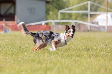 Sınır çoban köpeği çimenlerde koşuyor