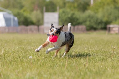 Sınır çoban köpeği çimenlerde koşuyor