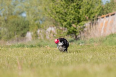 Sheltie köpeği çimlerde koşuyor.
