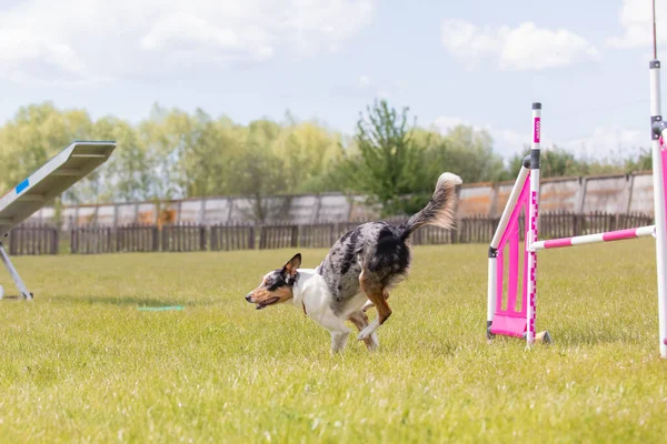 Perro Salta Sobre Obstáculo Curso Agilidad Agilidad Competencia Perro Deporte — Foto de Stock
