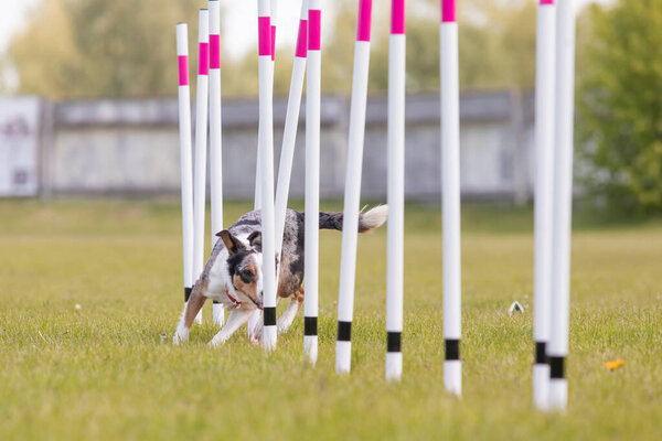 Dog running through the weaves in the agility course horizontal