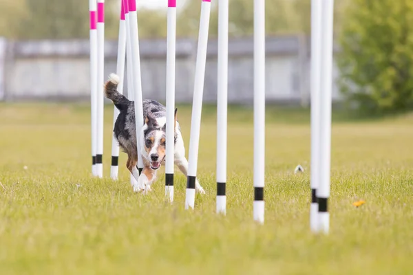 Dog Running Weaves Agility Course Horizontal — Stock Photo, Image