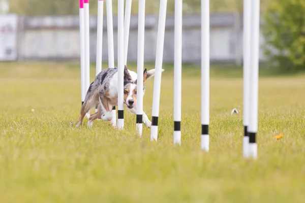 Dog Running Weaves Agility Course Horizontal — Stock Photo, Image
