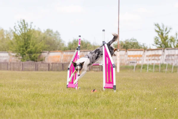 Cão Salta Sobre Obstáculo Curso Agilidade Competição Agilidade Esporte Cão — Fotografia de Stock