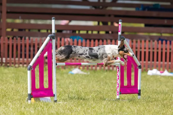 犬は敏捷性コースのハードルを飛び越える 敏捷大会 犬スポーツ — ストック写真