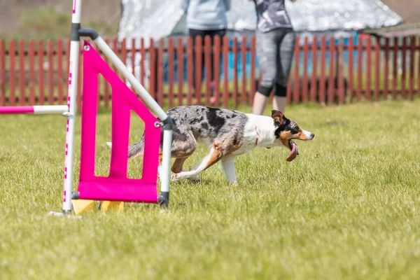 Perro Salta Sobre Obstáculo Curso Agilidad Agilidad Competencia Perro Deporte — Foto de Stock