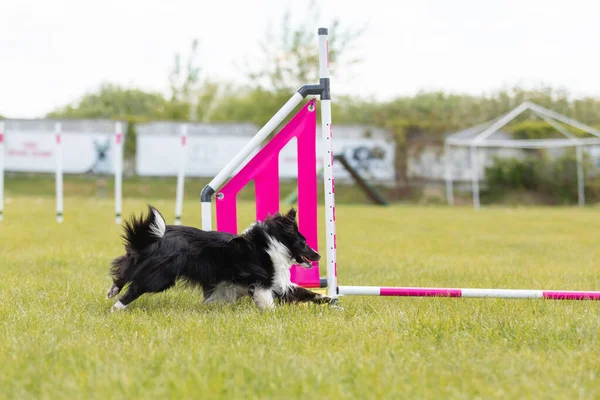 Cão Salta Sobre Obstáculo Curso Agilidade Competição Agilidade Esporte Cão — Fotografia de Stock