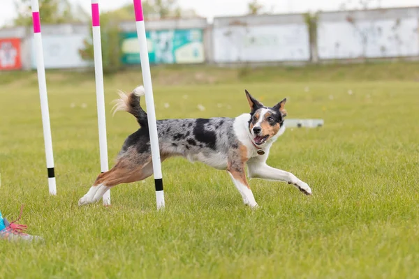 Cão Correndo Através Das Tranças Curso Agilidade Horizontal — Fotografia de Stock