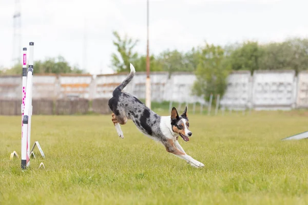 Köpek Çeviklik Kursunun Engellerinden Atlıyor Çeviklik Yarışması Köpek Sporu — Stok fotoğraf