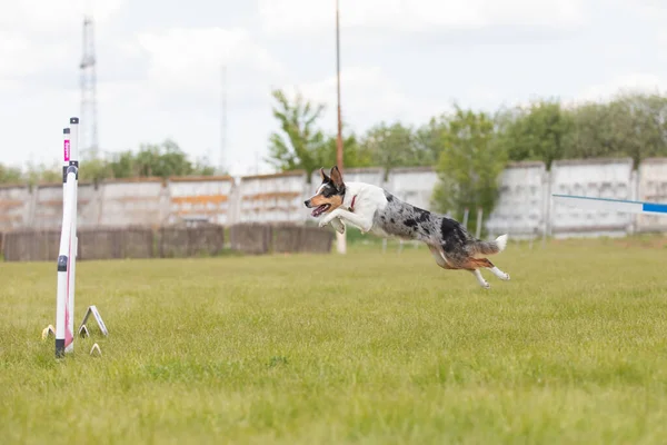 Собака Перепрыгивает Через Препятствие Пути Ловкости Конкурс Ловкости Собачий Спорт — стоковое фото