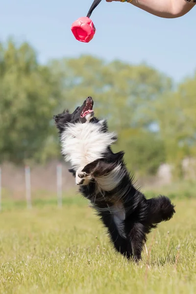 雪地狗在草地上奔跑 — 图库照片
