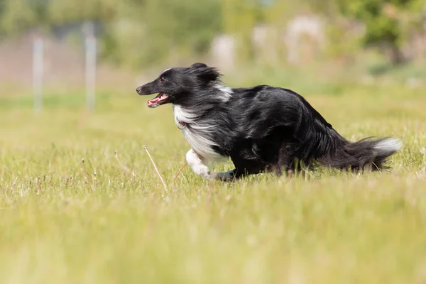 Sheltie Köpeği Çimlerde Koşuyor — Stok fotoğraf