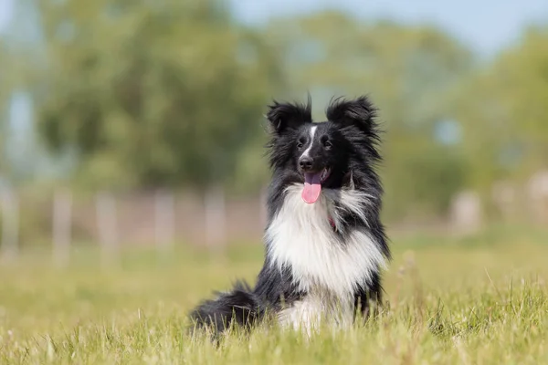 Sheltie Hund Som Springer Gräset — Stockfoto