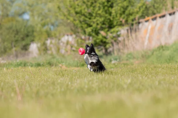 草の上を走るシェルティー犬 — ストック写真
