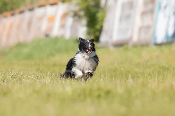 Sheltie Hond Loopt Het Gras — Stockfoto