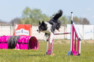 Köpek çeviklik kursunun engellerinden atlıyor. Çeviklik yarışması, köpek sporu