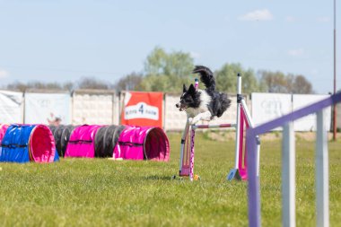 Köpek çeviklik kursunun engellerinden atlıyor. Çeviklik yarışması, köpek sporu