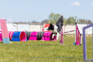 Köpek çeviklik kursunun engellerinden atlıyor. Çeviklik yarışması, köpek sporu